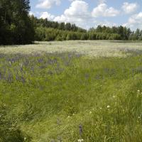 Landschafts-Stilleben beim Landgut Ungurmuiza, Lettland